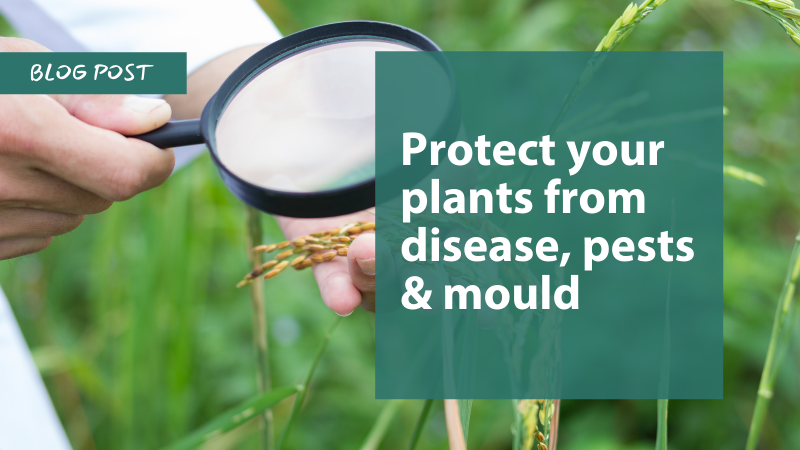 Protect your plants from disease, pests & mould