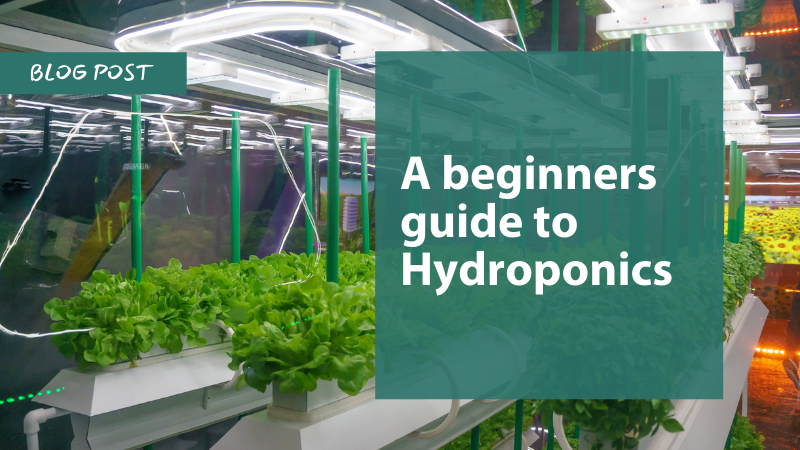 A Beginners Guide to Hydroponics